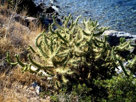 Austrocylindropuntia subulata / Opunzia subulata